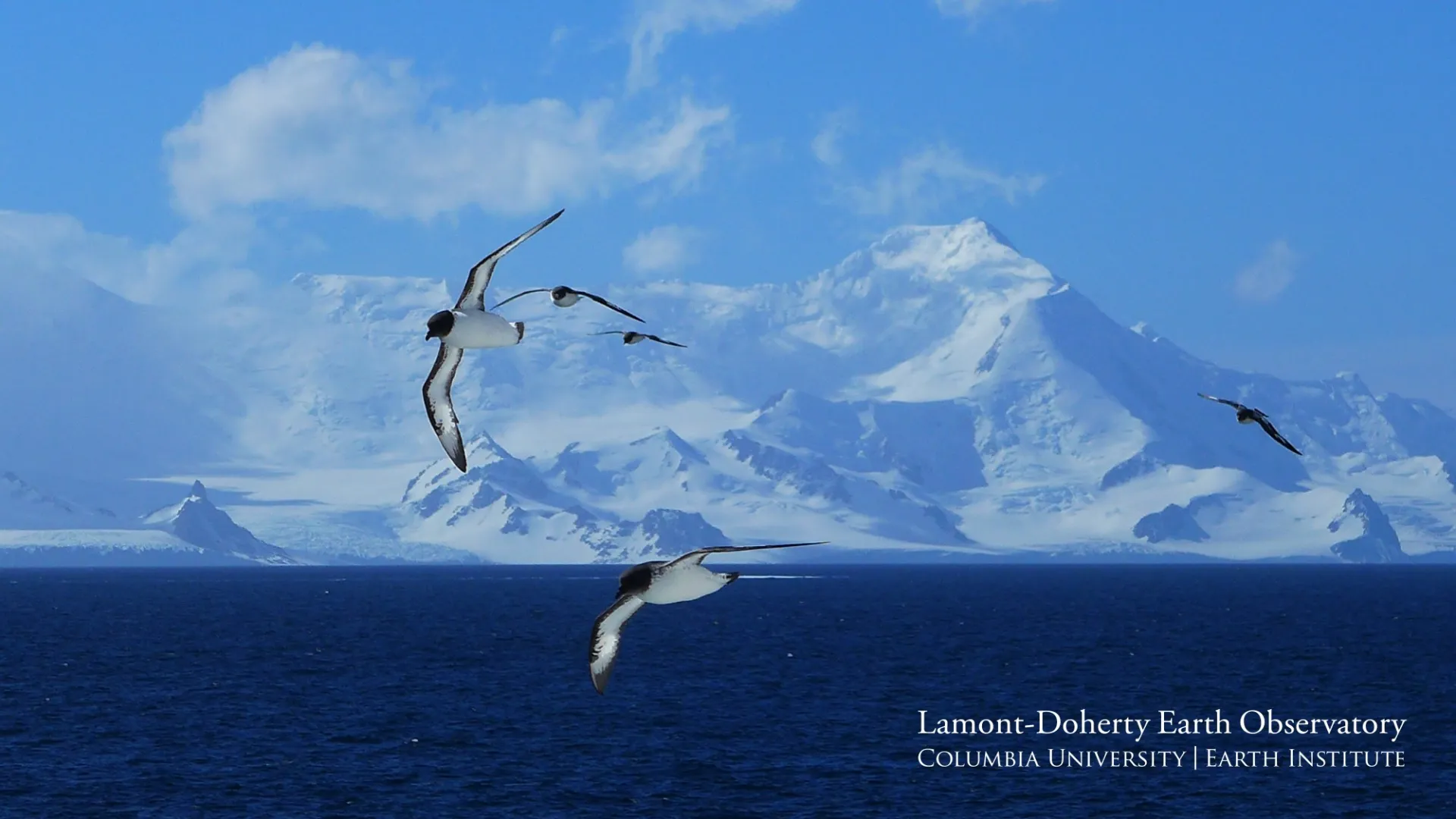 Cape Petrels Soaring Against The Antarctic Landscape By Margie Turrin.jpg