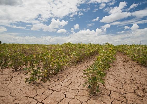 Soybeans Show Effect of Drought - Bob Nichols - USDA